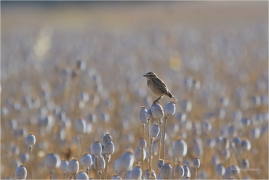 <p>BRAMBORNÍČEK HNĚDÝ (Saxicola rubetra) Šluknovsko - Jiříkov ----- /Whinchat – Braunkehlchen/</p>